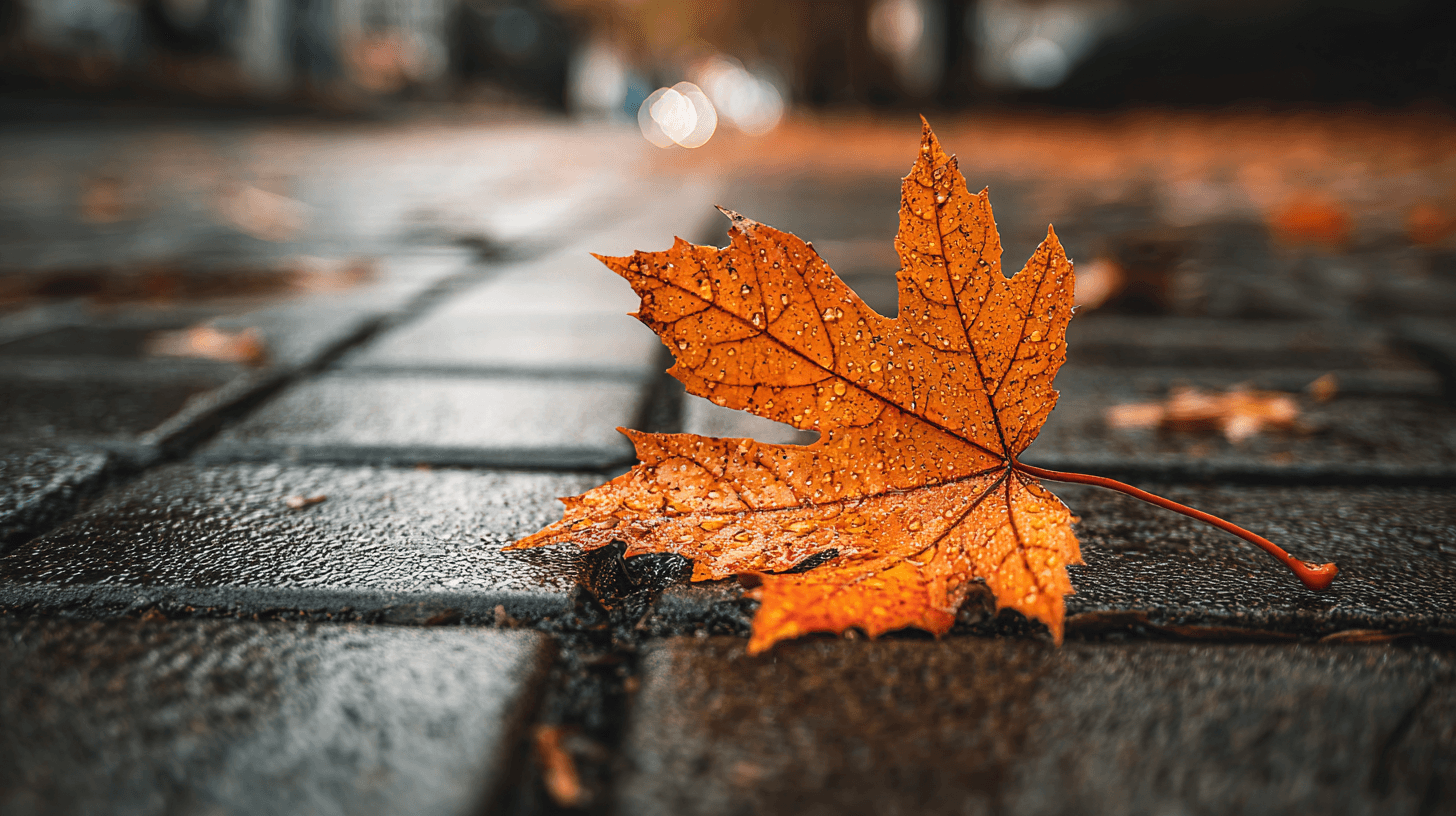 Importance Of Maple Leaf