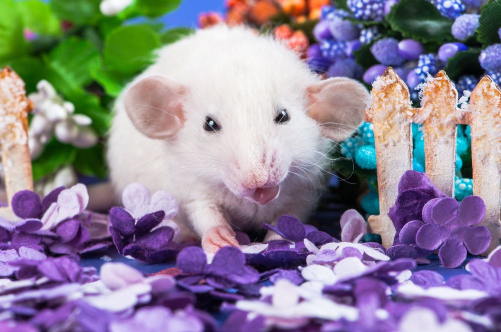 mouse.jpg